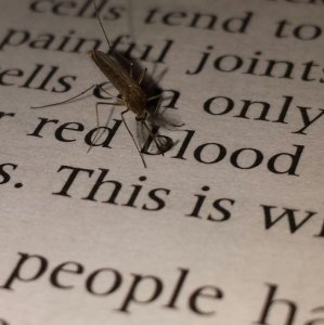 Zanzara studia biologia