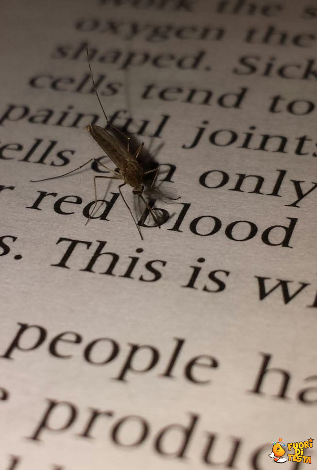 Zanzara studia biologia