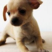 sasha.cool