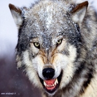 StrayWolf