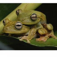 Frogga