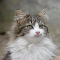 laki.miao