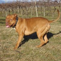 Pit Kruger Patrizia