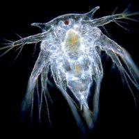 barnacle