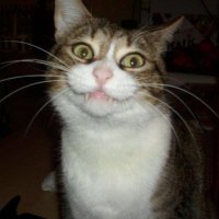 Il Mio Milo