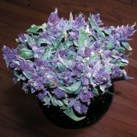BonsaiWeed
