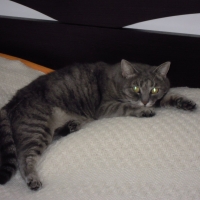 lillinaina