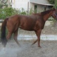 alessandro.giani
