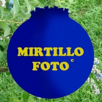 Mirtillo Foto