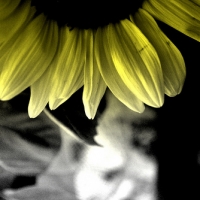 Sunnshine