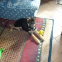 meri.norcini