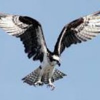 Falco Rudy