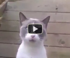 Video Divertenti Di Gatti Pagina 9